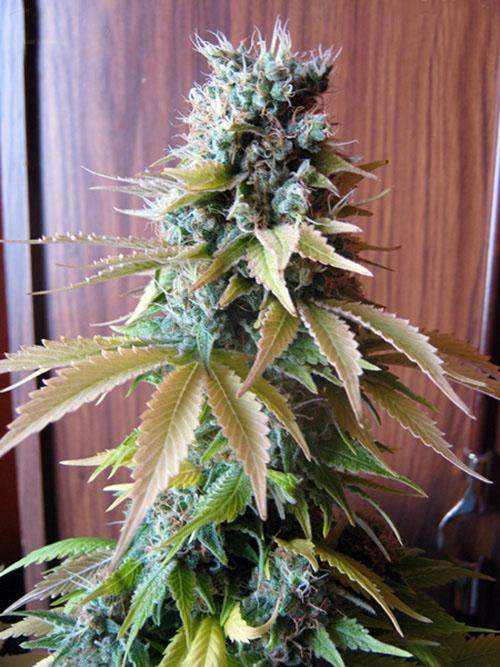 Blueberry Feminised Seeds - SM