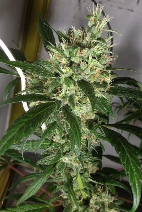 Honduras x Panama cannabis seeds by Ace Seeds