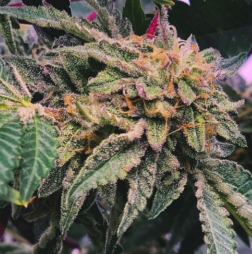 Gelato x Watermelon Zkittlez Feminised Cannabis Seeds by Purple City Genetics