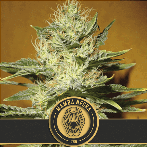 Mamba Negra CBD Feminised Seeds