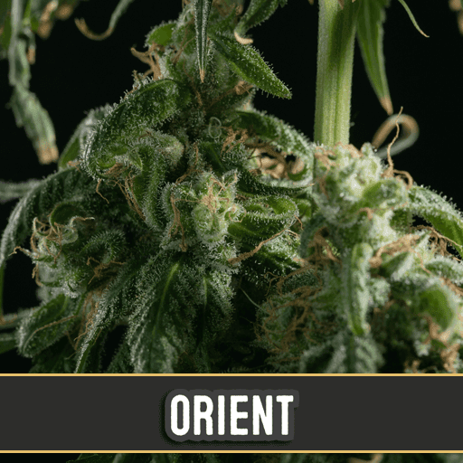 Orient Auto Feminised Seeds - Image 2