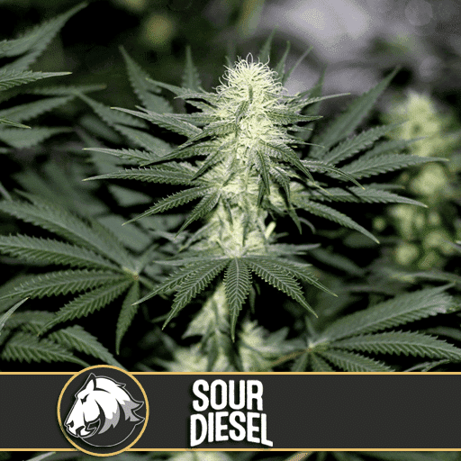 Sour Diesel Feminised Seeds - Blimburn