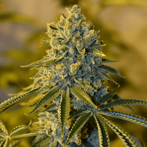 Bruce Banner #3 Feminised Seeds - Image 2