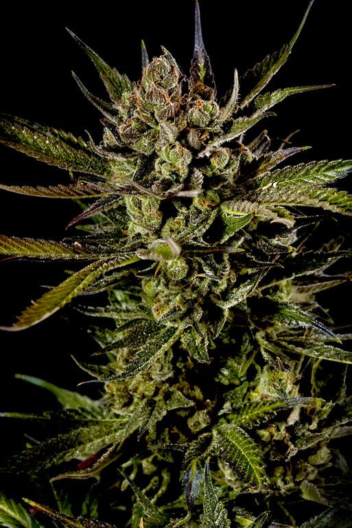 Cheese Feminised Seeds
