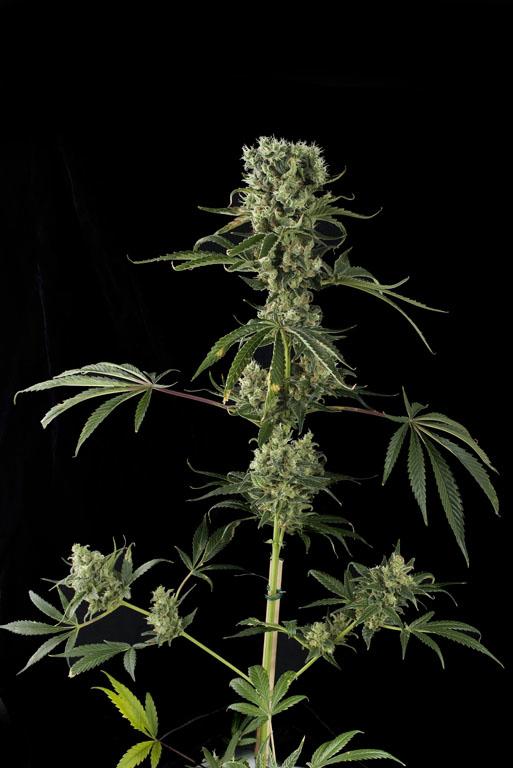 Moby Dick #2 Feminised Seeds