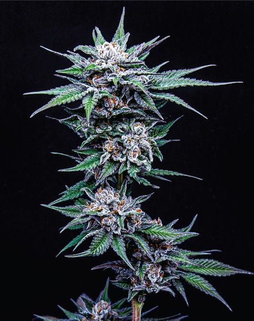 Blueberry Pancakes Feminised Cannabis Seeds by Humboldt Seed Co.
