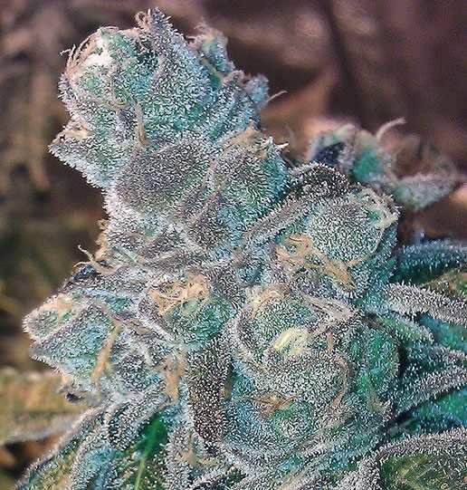 Animal Cookies Regular Seeds - 12 - Image 2