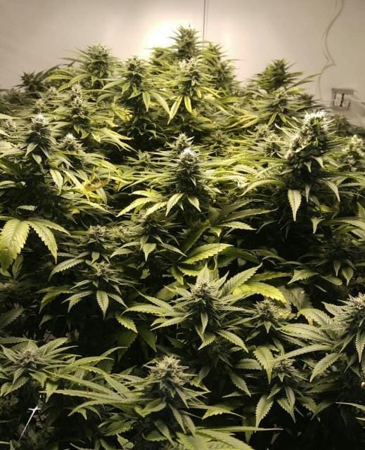 Pink Cadillac Regular Seeds - 12 - Image 2