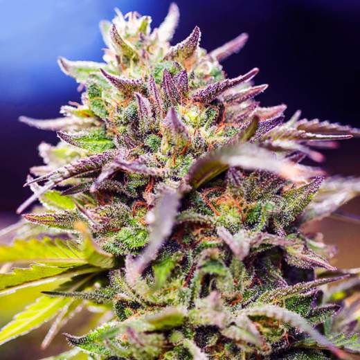 Skunk #1 Regular Seeds - 10
