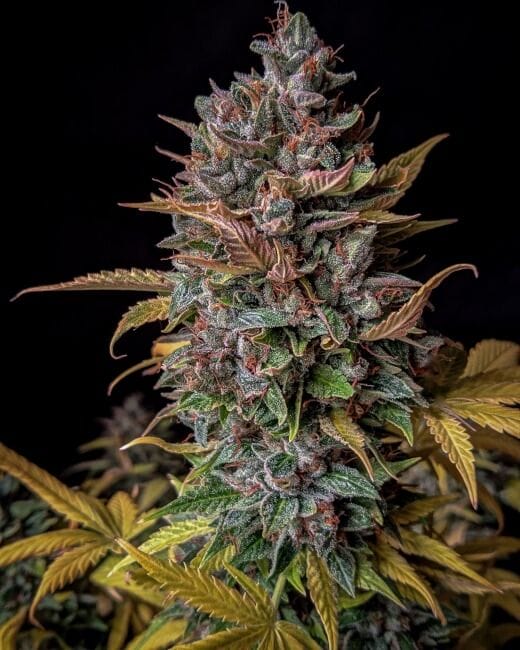 Orange Biscuits Auto Feminised Cannabis Seeds by Mephisto Genetics