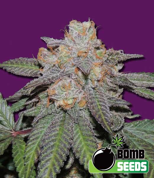 Cherry Bomb Auto Feminised Seeds