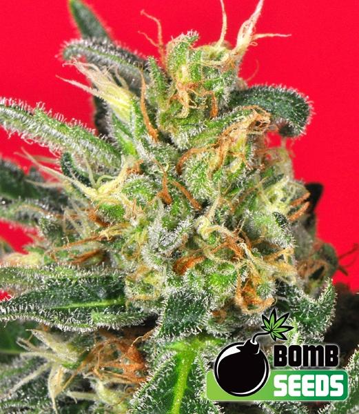 Cluster Bomb Regular Seeds - 10