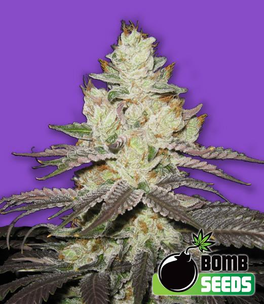 Killer Purps Feminised Seeds