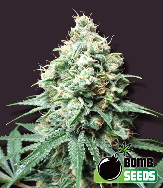 Kush Bomb Regular Seeds - 10