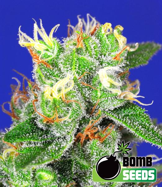 Medi Bomb #2 Feminised Seeds