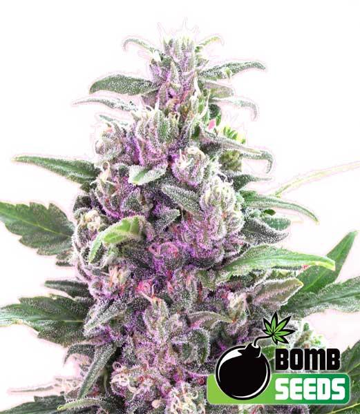 THC Bomb Auto Feminised Seeds