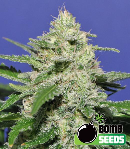 Widow Bomb Feminised Seeds