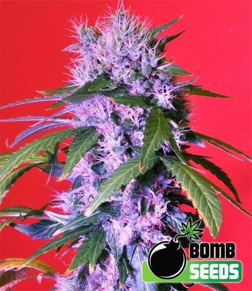 Berry Bomb Feminised Seeds