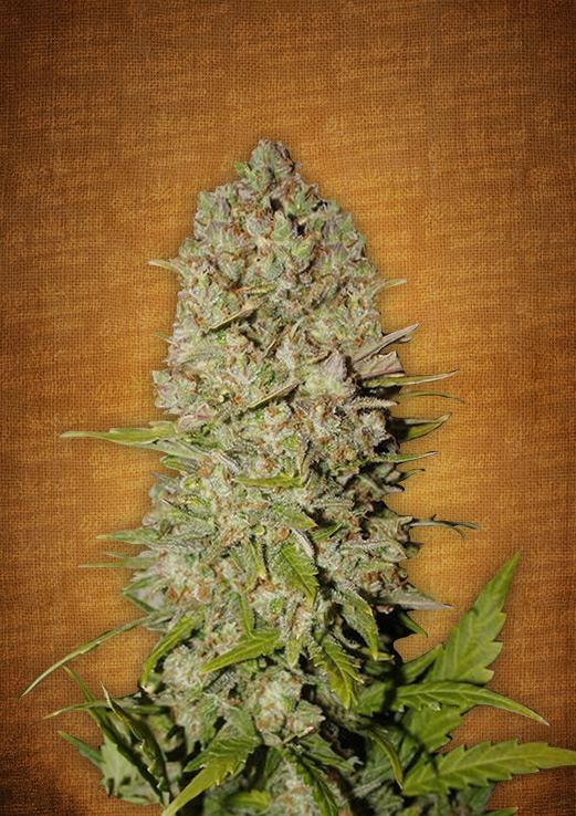Pineapple Express Auto Feminised Seeds - FB