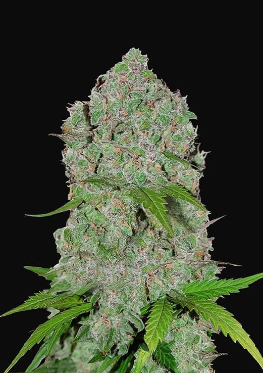 Orange Sherbet Auto Feminised Seeds