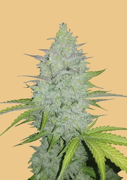 Original Cheese Auto Feminised Seeds