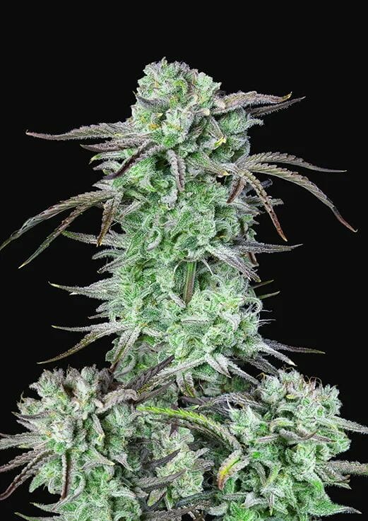 Strawberry Banana Auto Feminised Cannabis Seeds by FastBuds