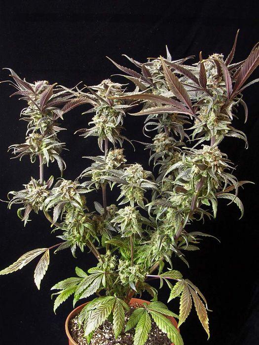 Vanilluna - 10 Regular Seeds - Image 2