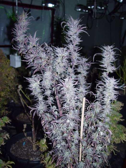 Blueberry - 10 Regular Seeds