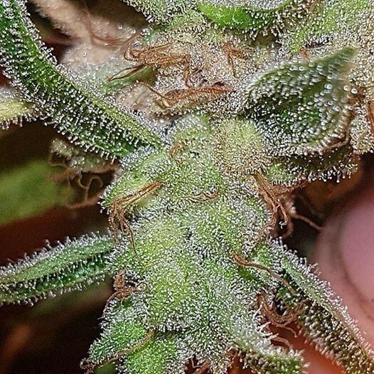 Mango 'n' Cheese Feminised Seeds - 5