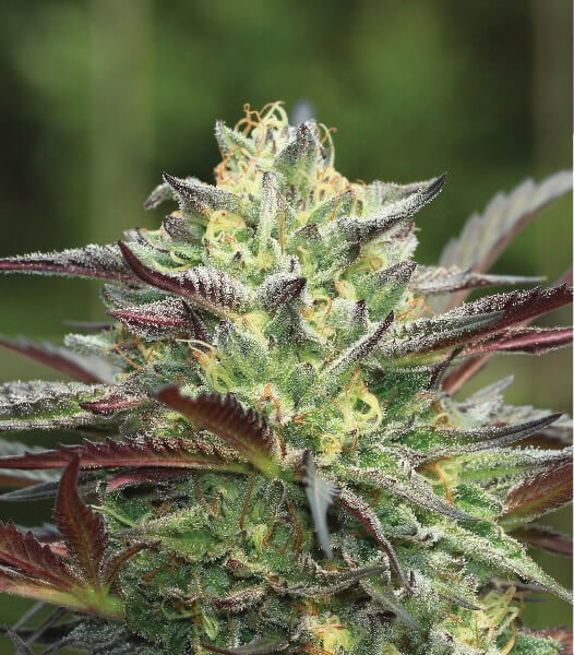 G.S. Cookies Regular Seeds - 10