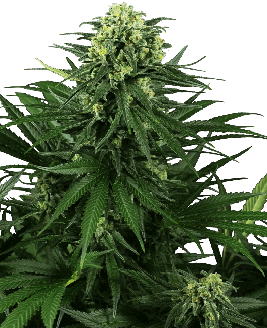 Honey Melon Kush Feminised Cannabis Seeds by Sensi Seeds