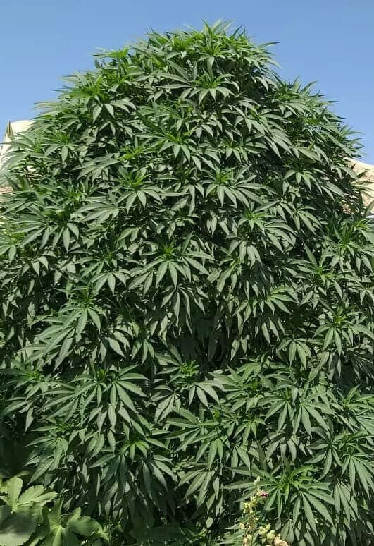 Balkh Hashplant Regular