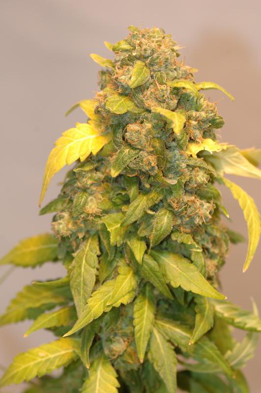 Tsi Fly - 10 Regular Seeds - Image 2