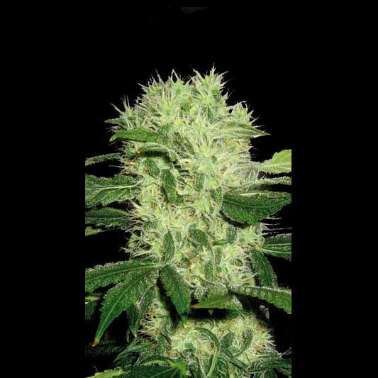 Dama Blanca Feminised Seeds