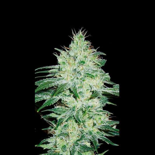 Orient Auto Feminised Seeds