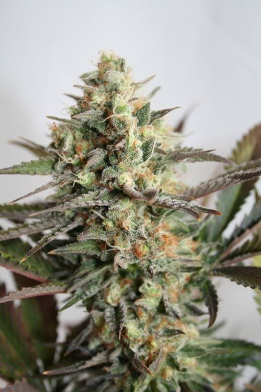 Dresden Green Diamond Feminised Seeds