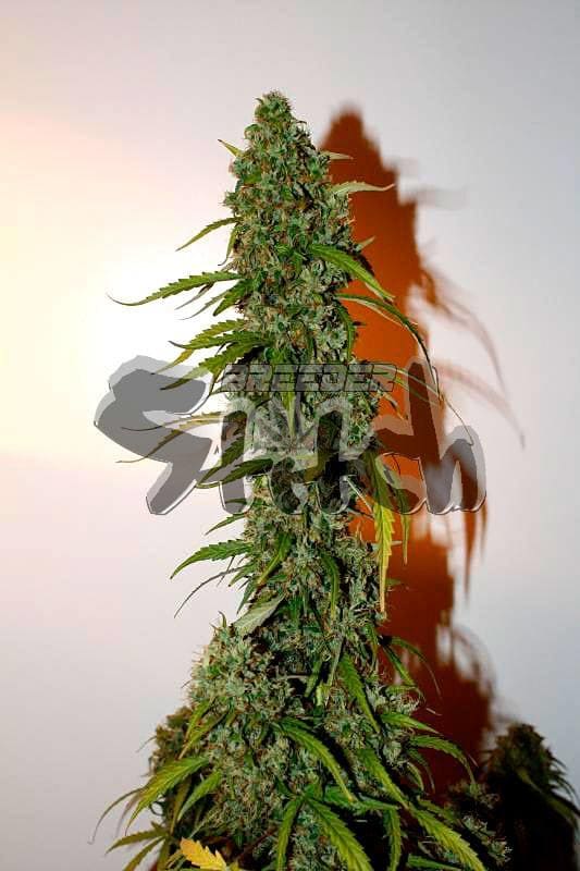 Formula One Auto Regular Seeds - 8 - Image 2