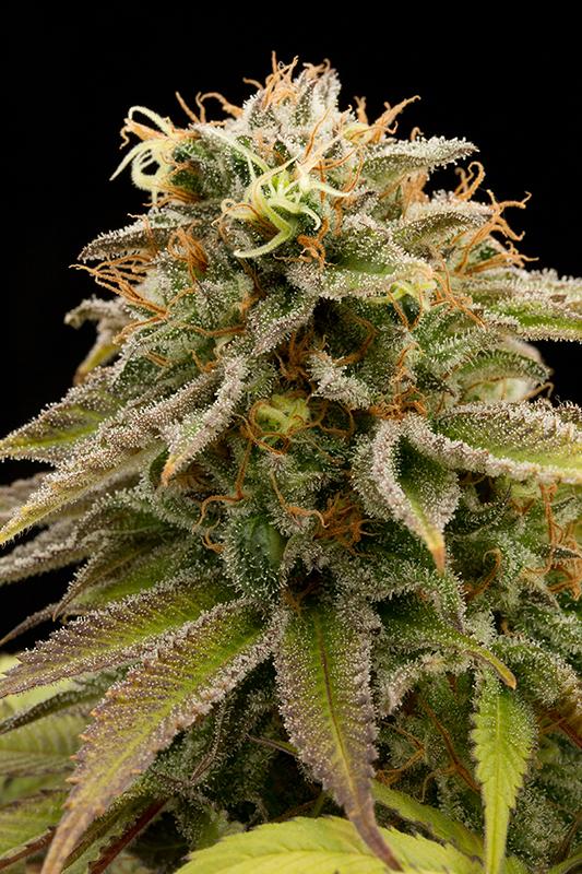 Lemon Thai Kush Feminised Seeds