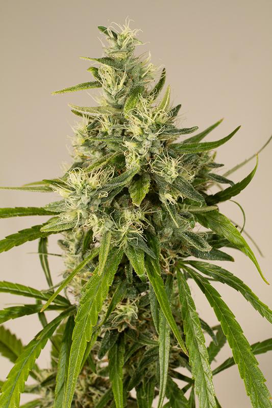 Trainwreck Feminised Humboldt Seeds