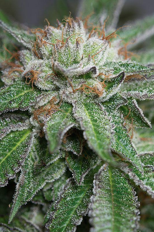 Bubba Kush Regular Seeds