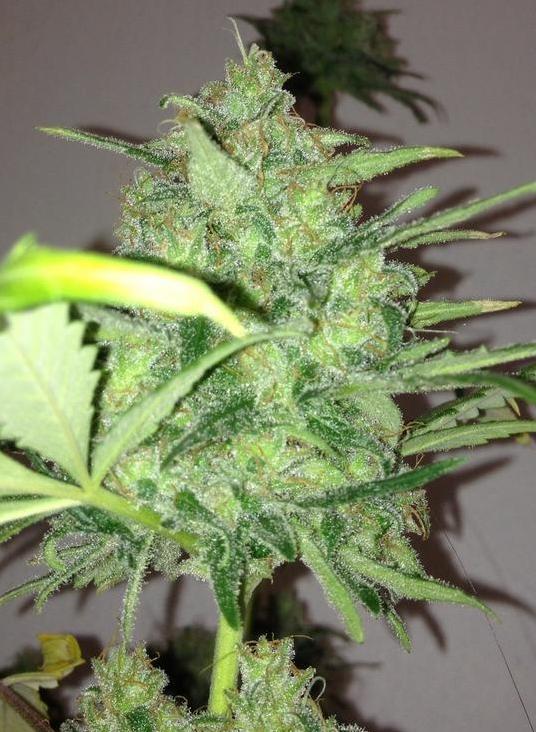Mountain Temple Regular Seeds - 11 - Image 2