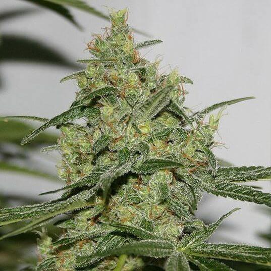 Cheese 'n' Chong Feminised Seeds - 5