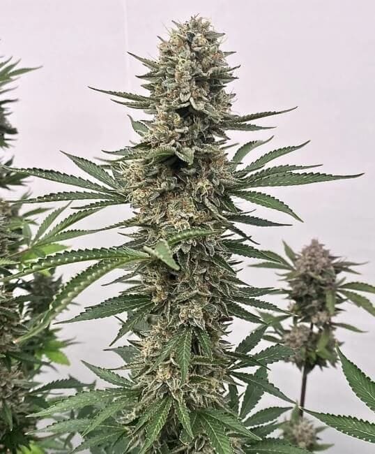 Tahoe Cookies Auto Feminised Cannabis Seeds by Atlas Seed