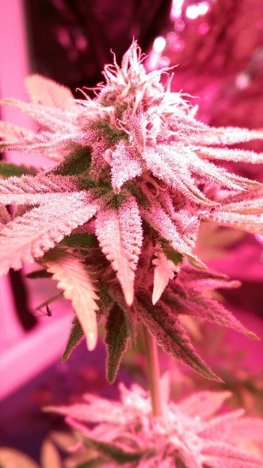 Pink Cadillac Feminised Seeds - 6
