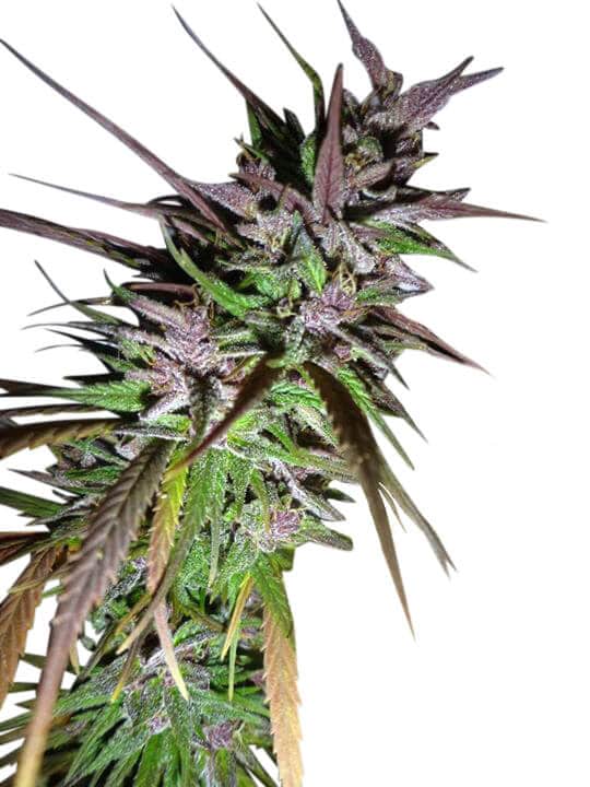 Purple pakistani Haze feminised cannabis seeds by Ace Seeds