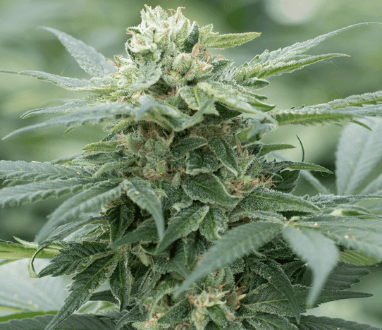 Gorilla Glue Feminised Seeds