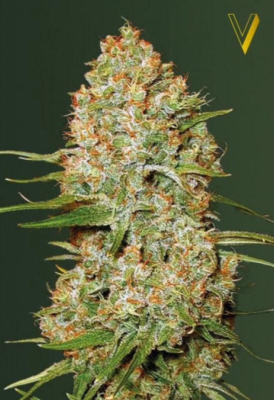 Amnesium auto