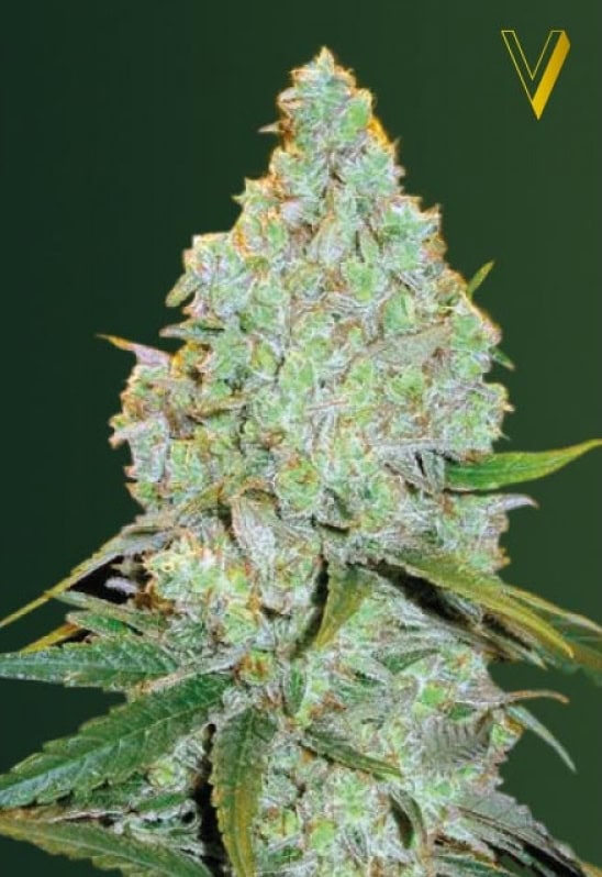 Amnesia Haze Feminised Auto Cannabis Seeds by Victory Seeds