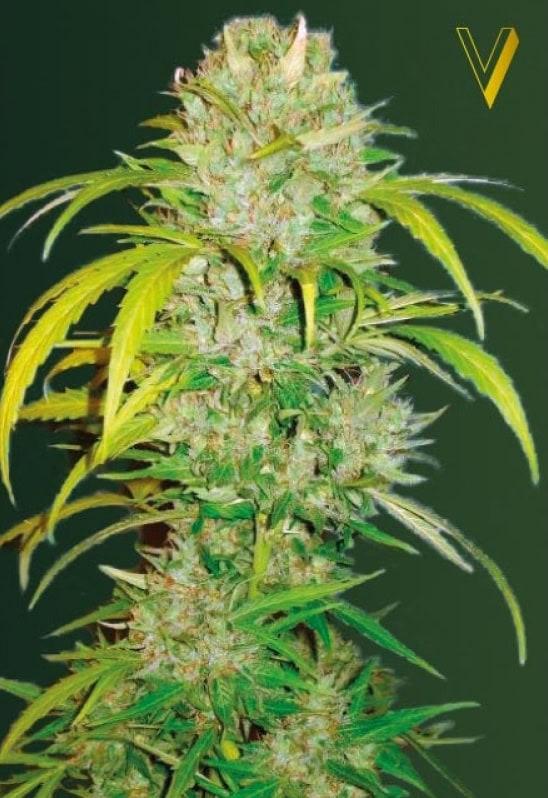 Big Angel Auto Feminised Cannabis Seeds by Victory Seeds
