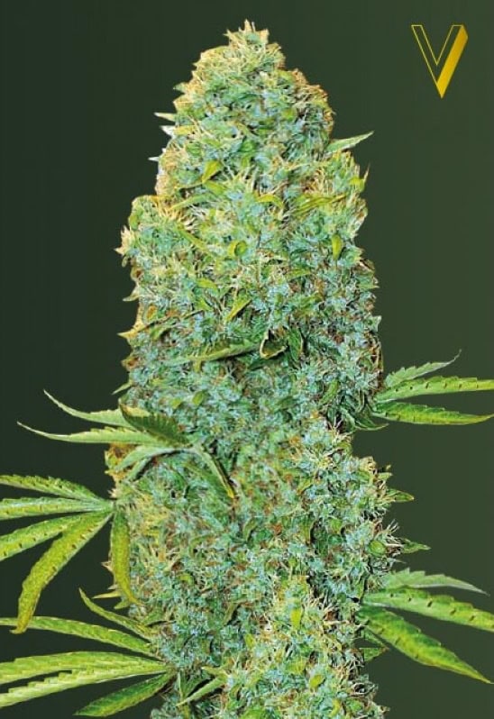 Amnesia Haze Feminised Cannabis Seeds by Victory Seeds